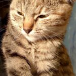 يمامة الشيخ