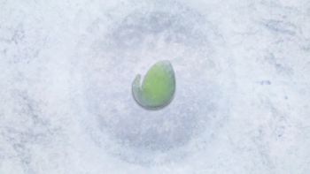 Winter Snow Frost Fall Holiday Text Logo