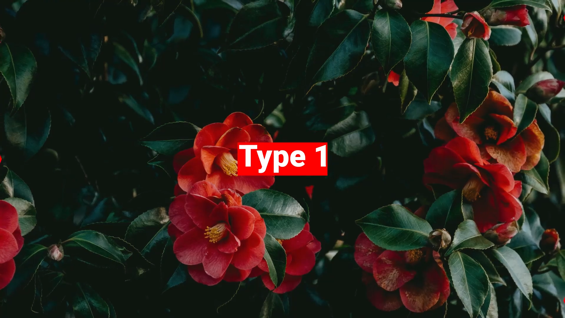 Flat Transition - Premiere pro