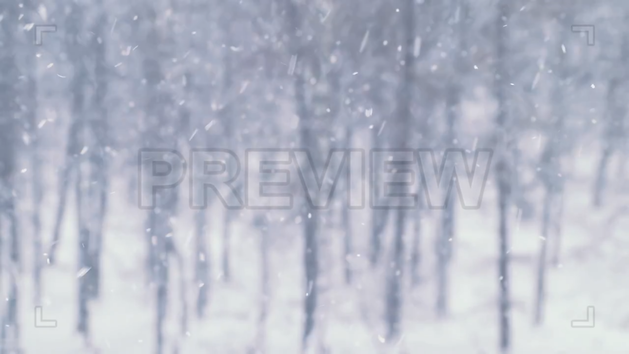 Snowfall At A Forest