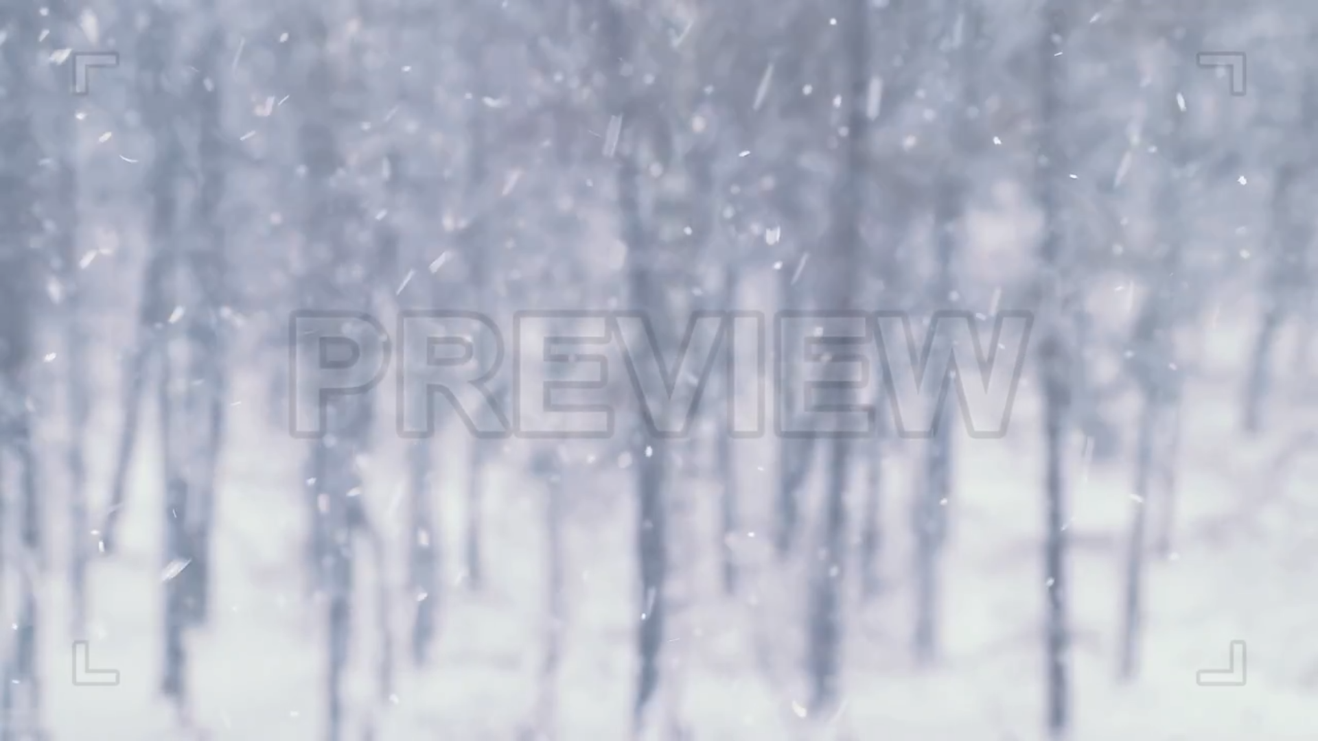 Snowfall At A Forest