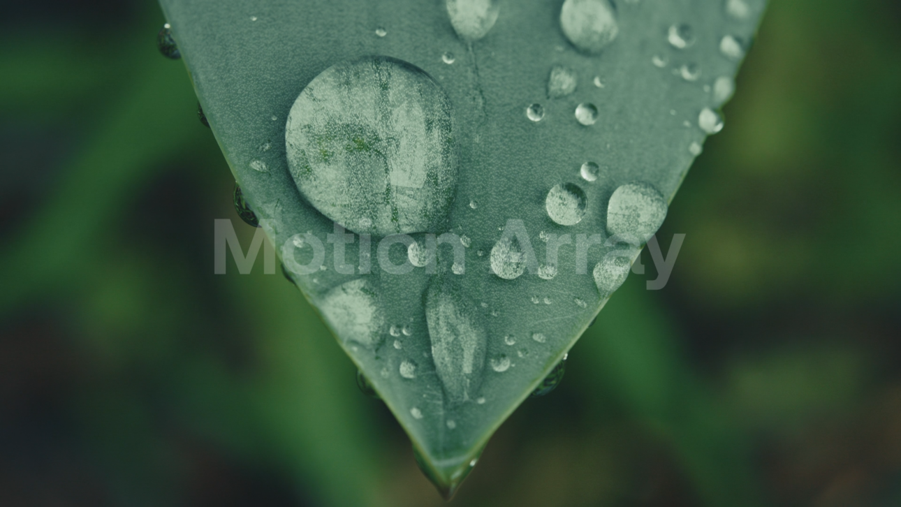 Raindrops On A Leaf