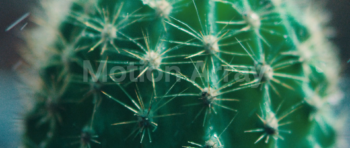 video-capture-0.87seg-7081 Cactus Thorns