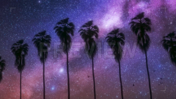 Row Of Palm Trees At Night
