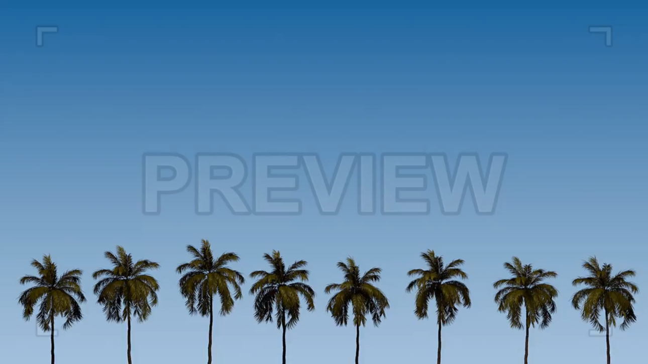 Palm Trees On A Sky Background