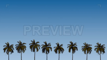 Palm Trees On A Sky Background