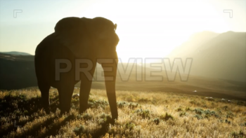 Old African Elephant Walking In Savannah