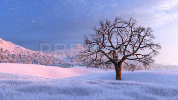 Single Tree On A Field In Winter
