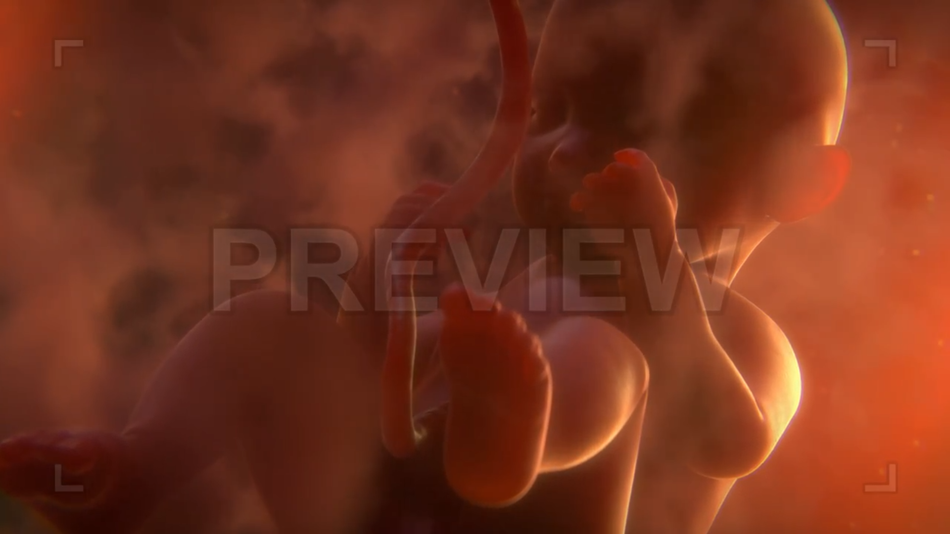 Fetus In The Womb