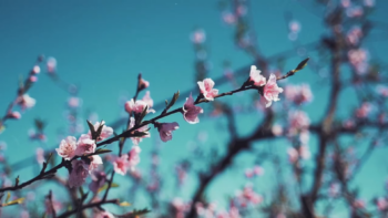 Multi-frame Presentation