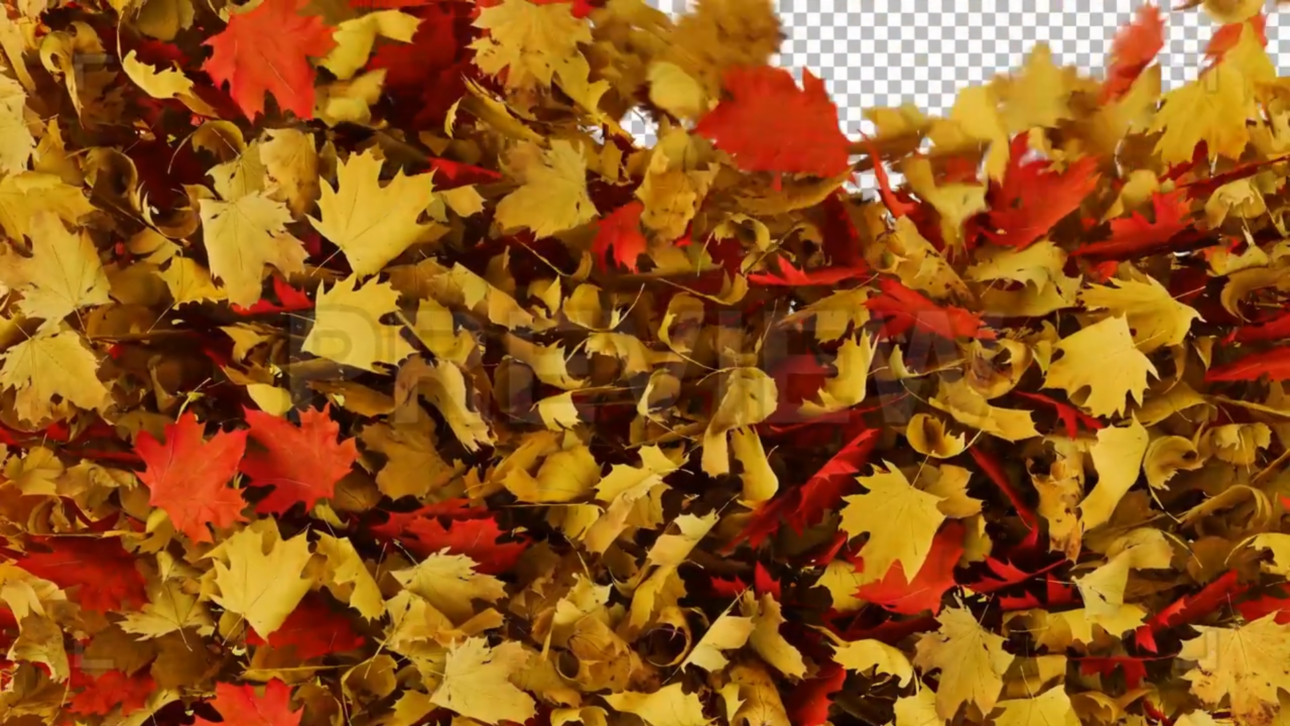 Maple Leaves Transition