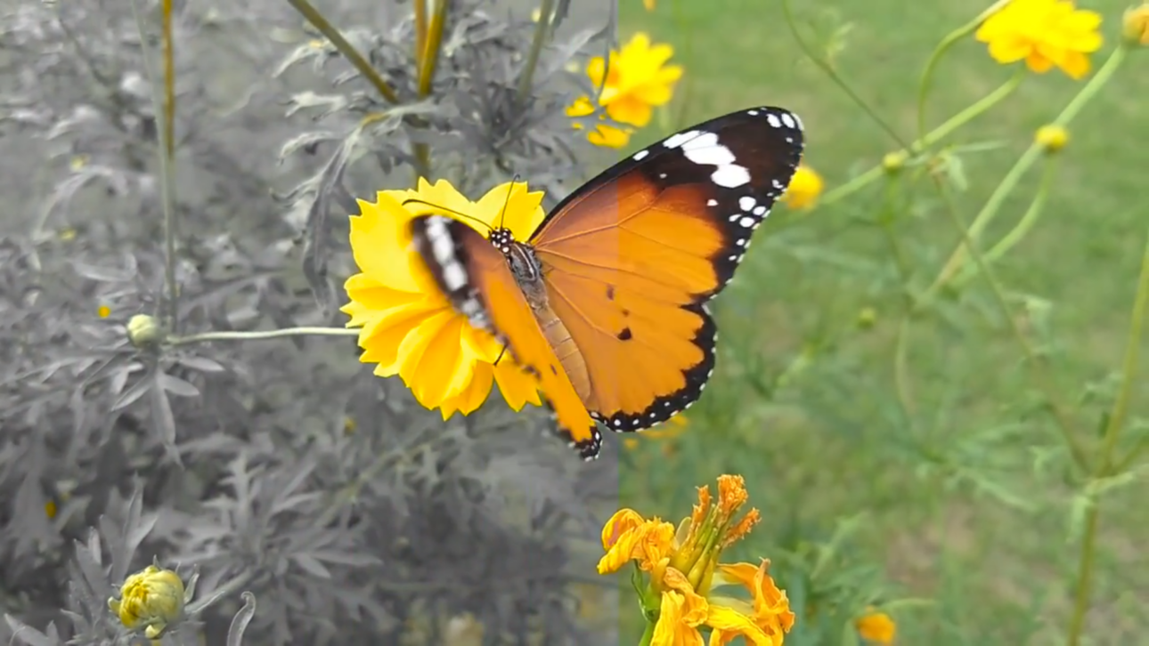 Chromatic Color Grades