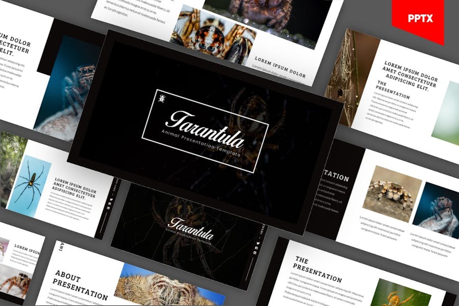 Tarantula Animal Powerpoint Template
